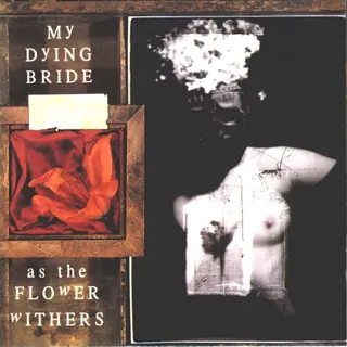 Cover of As the Flower Withers